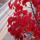Illustration for article titled Shooting Challenge Fall Leaves Gallery 2